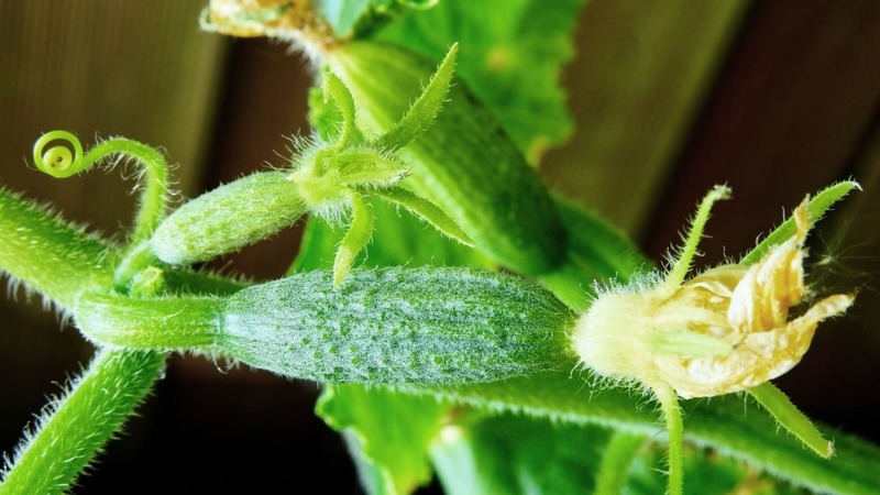 Top 10 beste zelfbestoven komkommersoorten voor balkons