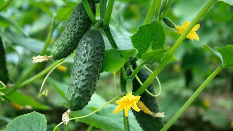 Top 10 best self-pollinated cucumber varieties for the balcony