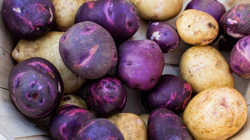 Nuostabios spalvos bulvės: veislių veislės ir jų naudingos savybės