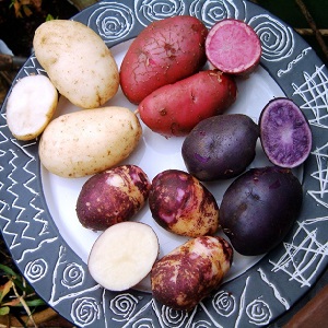 Verbazingwekkende gekleurde aardappelen: variëteiten van variëteiten en hun gunstige eigenschappen