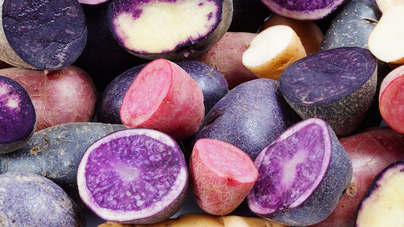Batatas com cores incríveis: variedades de variedades e suas propriedades benéficas