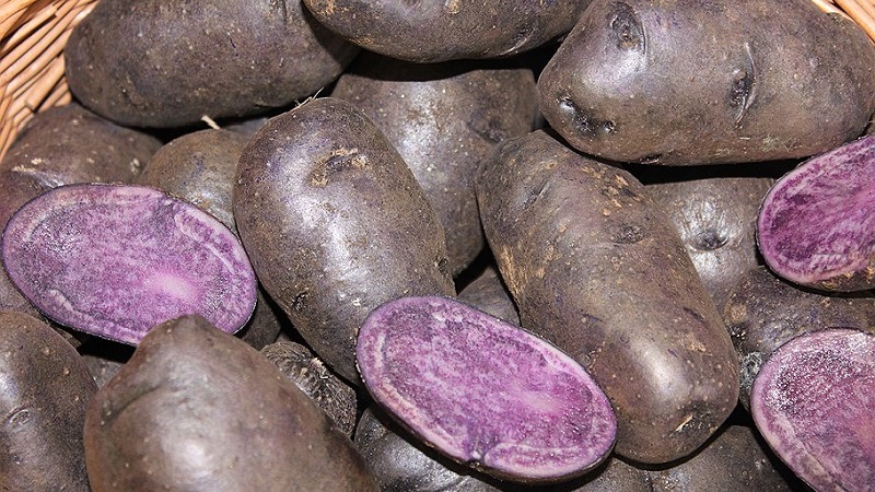 Şaşırtıcı renkli patatesler: çeşit çeşitleri ve faydalı özellikleri