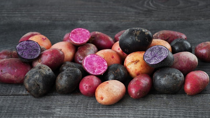 Καταπληκτικές χρωματιστές πατάτες: ποικιλίες ποικιλιών και ευεργετικές ιδιότητες