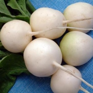 Quelle est la particularité du radis blanc: description et caractéristiques des variétés