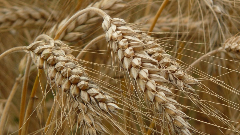 Qual é a diferença entre cevada, trigo e outros grãos