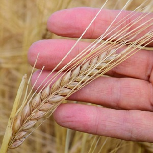 Која је разлика између јечма, пшенице и осталих житарица