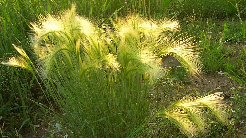Growing and caring for maned barley and its application in landscape design