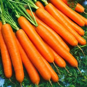 Híbrido de cenoura de alto rendimento Sankina lyubov