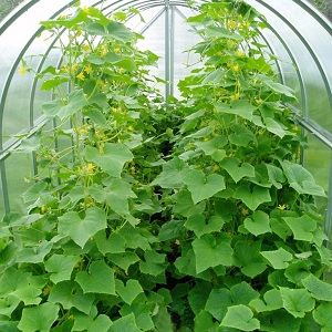 Bir serada salatalık yetiştiriyoruz: ekimden hasada kadar bakım kuralları