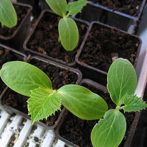 Bir serada salatalık yetiştiriyoruz: ekimden hasada kadar bakım kuralları