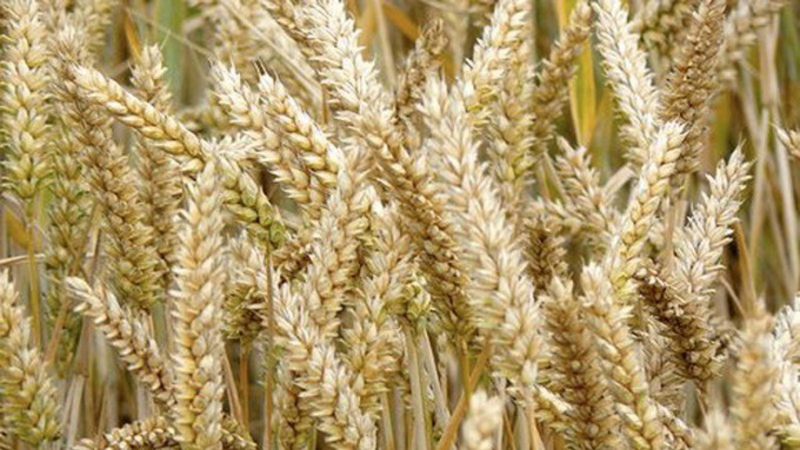 Semelhanças e diferenças entre trigo e centeio em aparência, composição e aplicação
