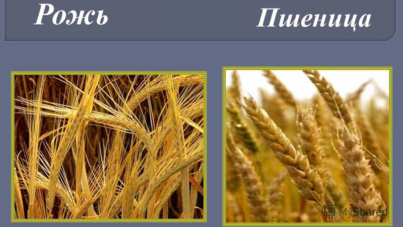 Semelhanças e diferenças entre trigo e centeio em aparência, composição e aplicação