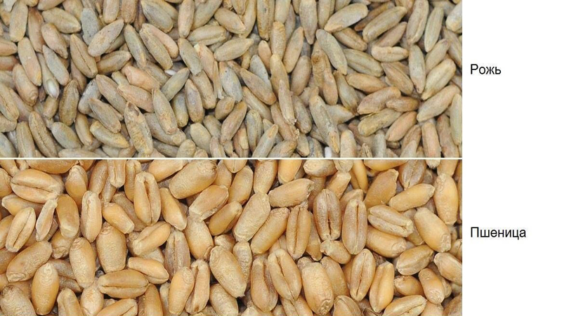 Görünüm, bileşim ve uygulamada buğday ve çavdar arasındaki benzerlikler ve farklılıklar