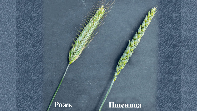 Görünüm, bileşim ve uygulamada buğday ve çavdar arasındaki benzerlikler ve farklılıklar