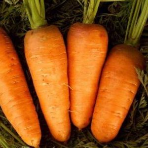 Cultivo de cenouras na faixa do meio: uma visão geral das melhores variedades