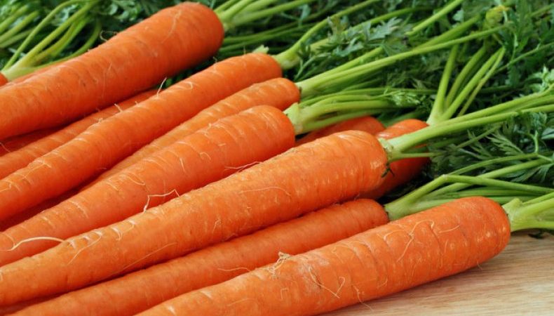 Cultivo de cenouras na faixa do meio: uma visão geral das melhores variedades