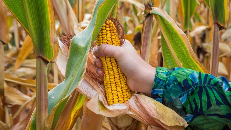 Hoe maïs op industriële schaal wordt gedroogd en hoe je het thuis kunt drogen