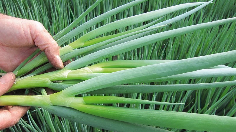 How to properly grow batun onions: planting and care in the open field