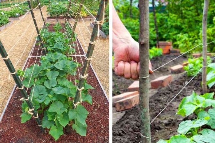Stapsgewijze instructies voor beginnende zomerbewoners: hoe komkommers correct te binden, de beste manieren