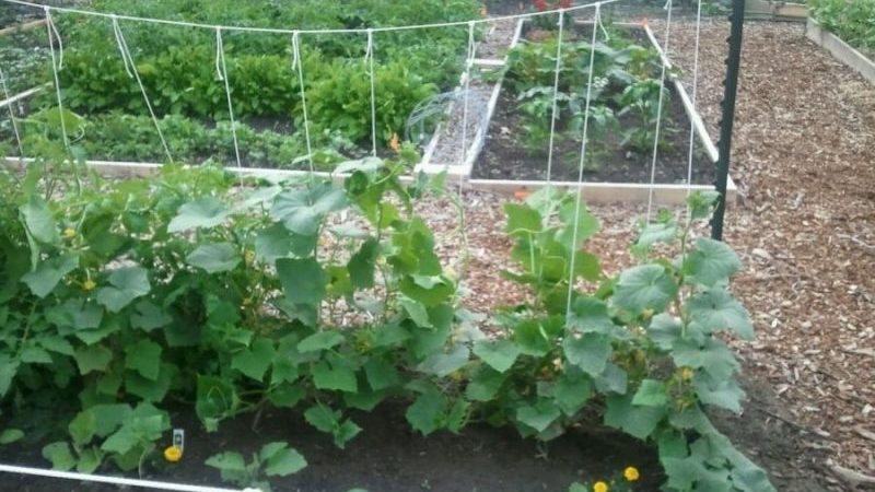 Hoe de bladeren van komkommers in de kas op de juiste manier te trimmen en moet dit gebeuren?