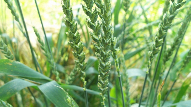 Co je pšenice špaldy a co je dobré na této obilnině