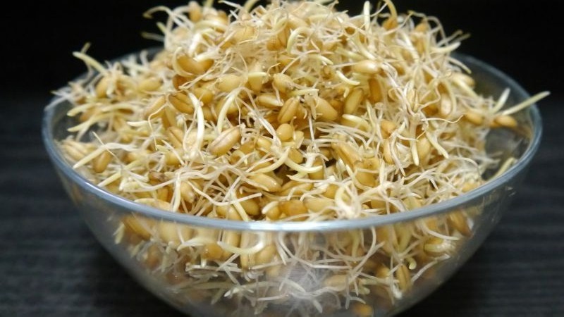 Τι είναι το όλυρο σιτάρι και τι είναι καλό για αυτά τα δημητριακά
