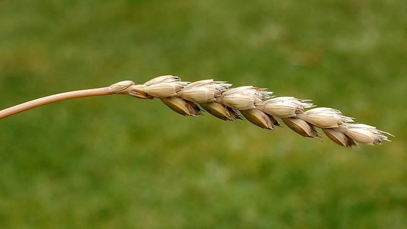 Što je pšenična pšenica i što je dobro od ove žitarice