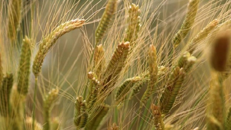 Što je pšenična pšenica i što je dobro od ove žitarice