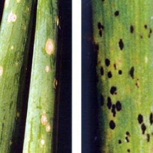 Hogyan lehet gazdag termést kapni a batun hagymáról: termesztés és gondozás, fénykép egy zöldségről