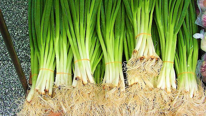 How to get a rich harvest of batun onions: growing and care, photo of a vegetable