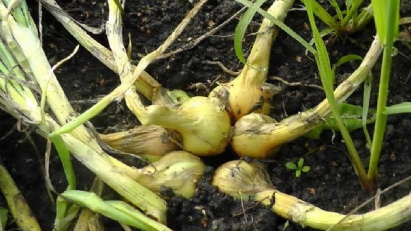 A beginner gardener's guide to growing and caring for family onions