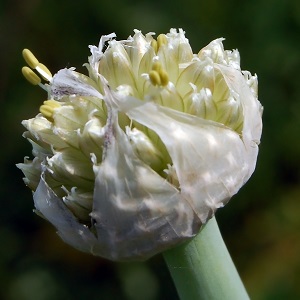 Altai onion Alves: description and cultivation features
