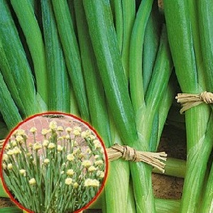 Altai onion Alves: description and cultivation features
