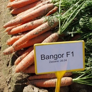 Hva gulrøtter Vita Long og Bangor F1 har til felles