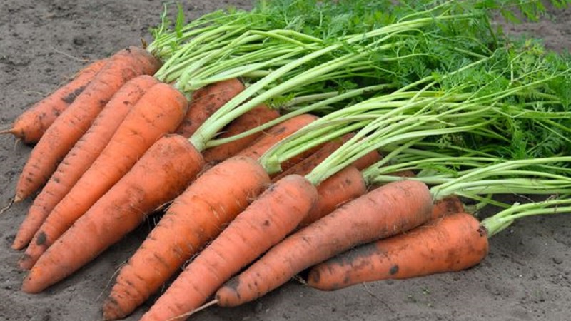 Ce que les carottes Vita Long et Bangor F1 ont en commun