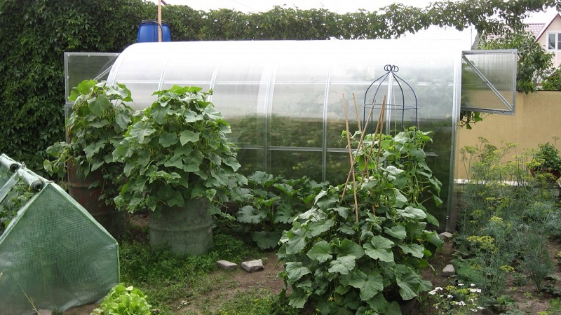 Kaip žiupsnelis agurkų šiltnamyje ir kiti priežiūros būdai nuo sodinimo iki derliaus nuėmimo
