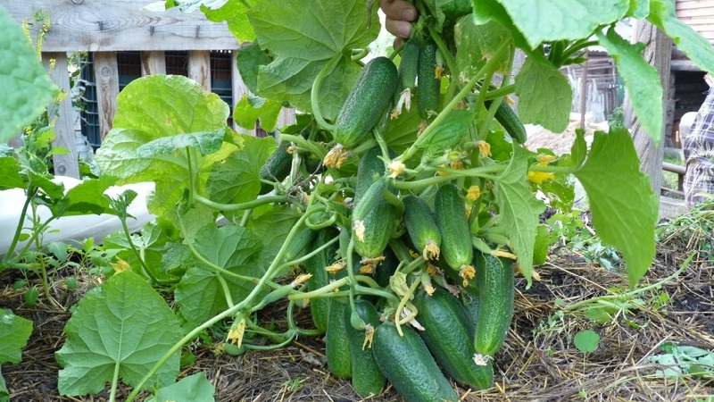 Hoe komkommers in een kas correct te knijpen: zorgregels van planten tot oogsten