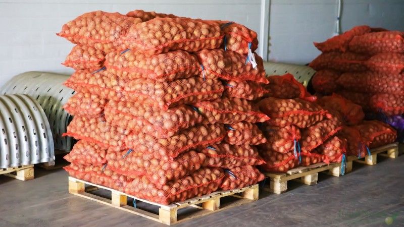 The nuances of storing potatoes in a vegetable store: how to create optimal conditions for the harvest