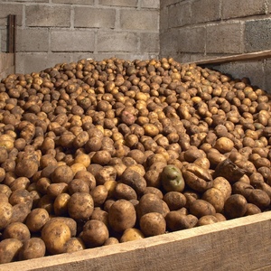 Comment conserver correctement les pommes de terre et à quelle température elles résistent