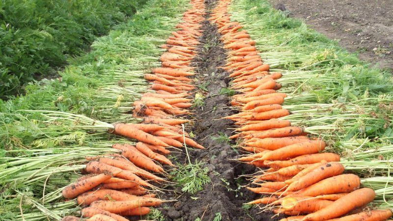 Instructies voor het kweken van wortels in het land voor beginners