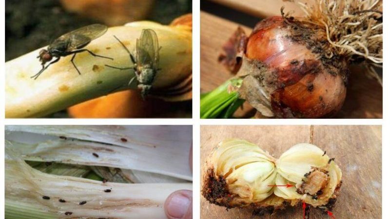 How to get rid of onion gnats
