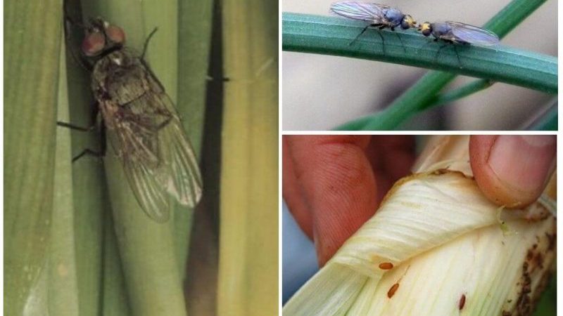 Zararlı böcekler için en etkili çareler: solucanlardan soğan nasıl tedavi edilir ve nasıl doğru yapılır