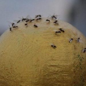 Ako sa zbaviť cibuľových komárov