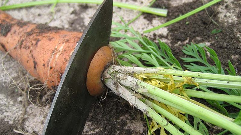 We bewaren de oogst op de juiste manier: hoe u wortelen snijdt voor opslag voor de winter en waarom u het nodig heeft