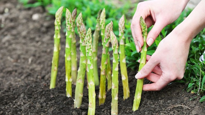 How to Prepare Asparagus for Winter: A Step-by-Step Guide to Preparing Your Beds in Fall
