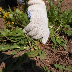 Como aplicar herbicidas assassinos de ervas daninhas em batatas