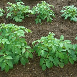 Paano Mag-apply ng Weed Killer Herbicides sa Mga Patatas