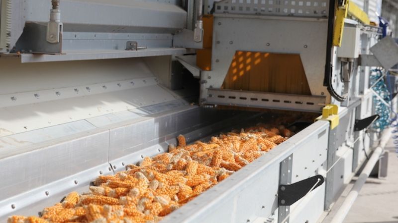 Ako je kukurica sušená v priemyselnom meradle a ako ju sušiť doma