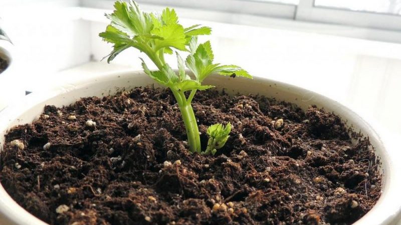 Sprievodca krok za krokom: ako pestovať zeler doma na parapete a čo je na to potrebné