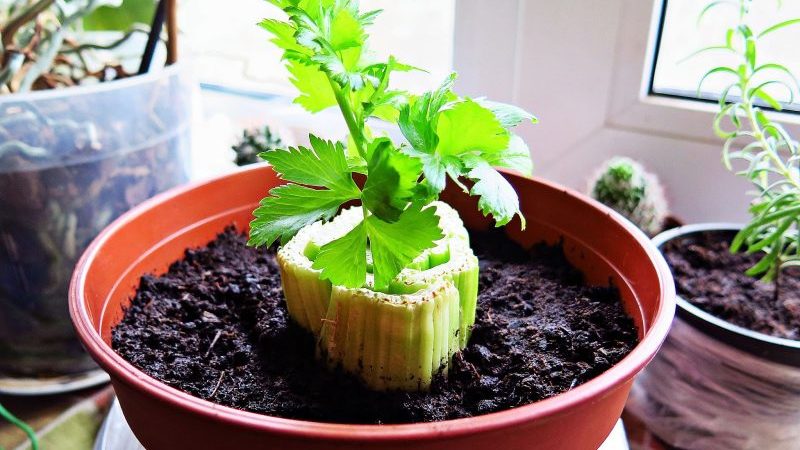 Step-by-step guide: how to grow celery at home on a windowsill and what is needed for this
